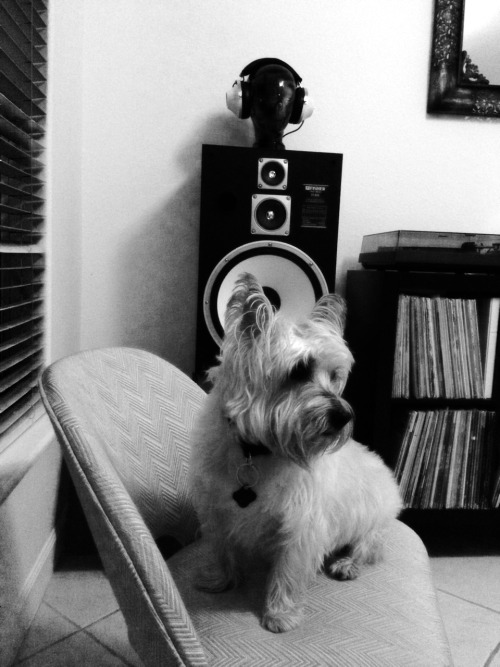 dustyrecordsandturntables:  Yep! Even Lucky enjoying some good records. 