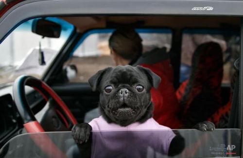 pug pug pug