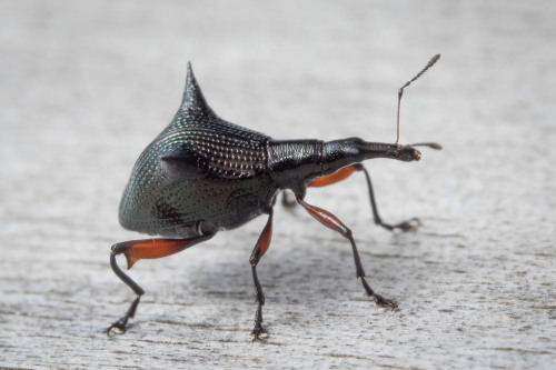 onenicebugperday:Two-spined weevil, Nyxetes bidens, Curculionidae Found only in New ZealandPhot