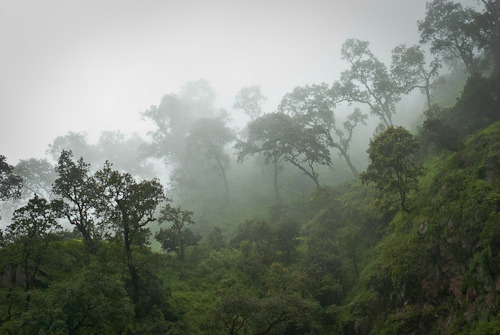 Langtang trek, day 2 - misty forest by andrewinpompey on Flickr.