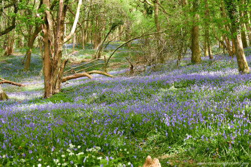 Bluebell Woods