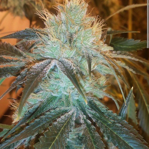weedporndaily:  Cherry alien x white fire 43 grown at @tlc_la mmmm by @obsoul33t