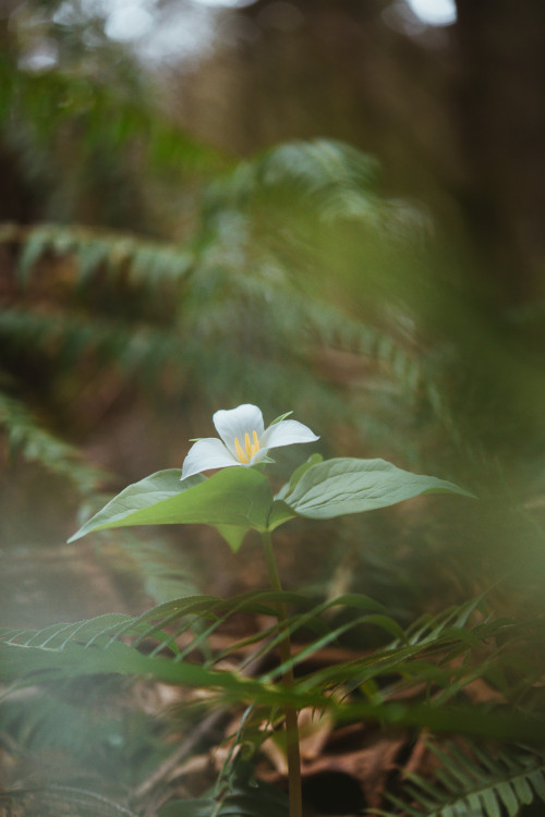 Trillium