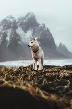 alecsgrg:A man’s best friend | ( by Niklas Söderlund ) 