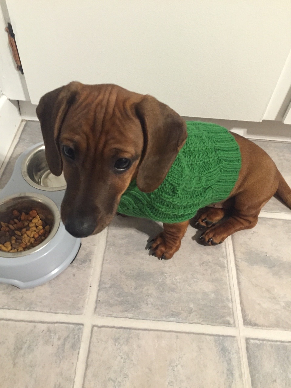 dynamo-of-volition:  Been a while since I posted Tito. He’s 14 weeks old now!