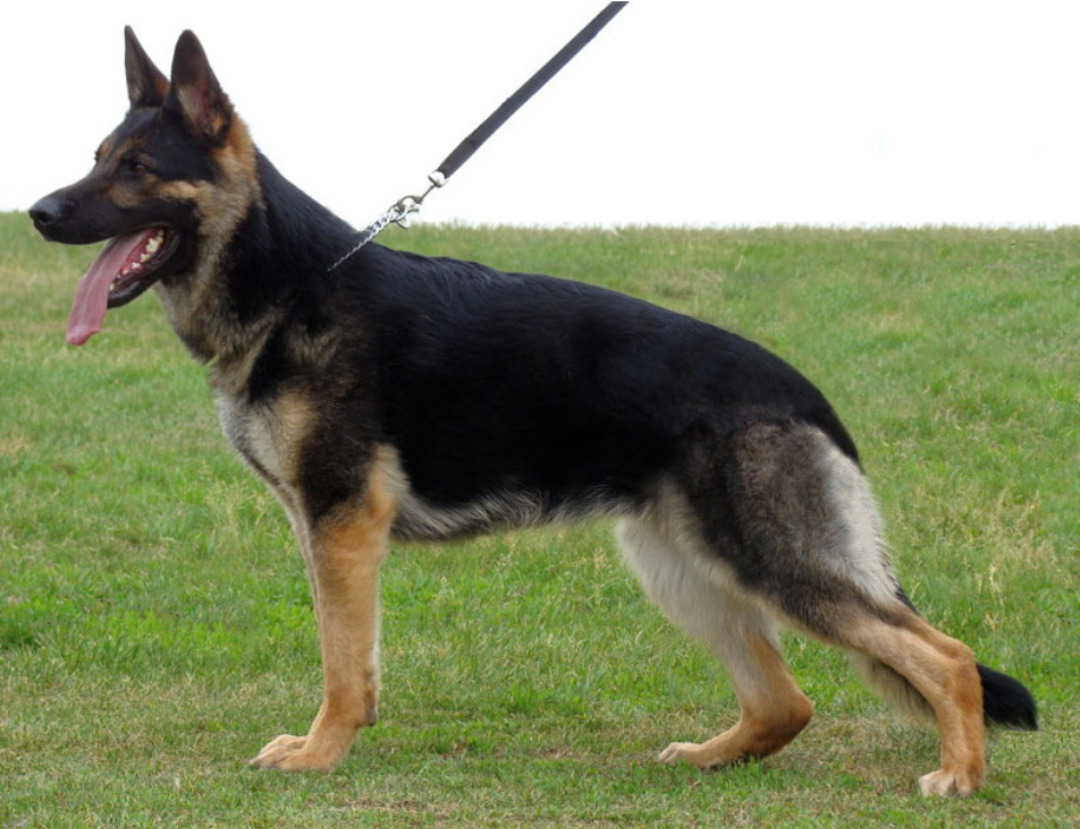 faded bicolor german shepherd