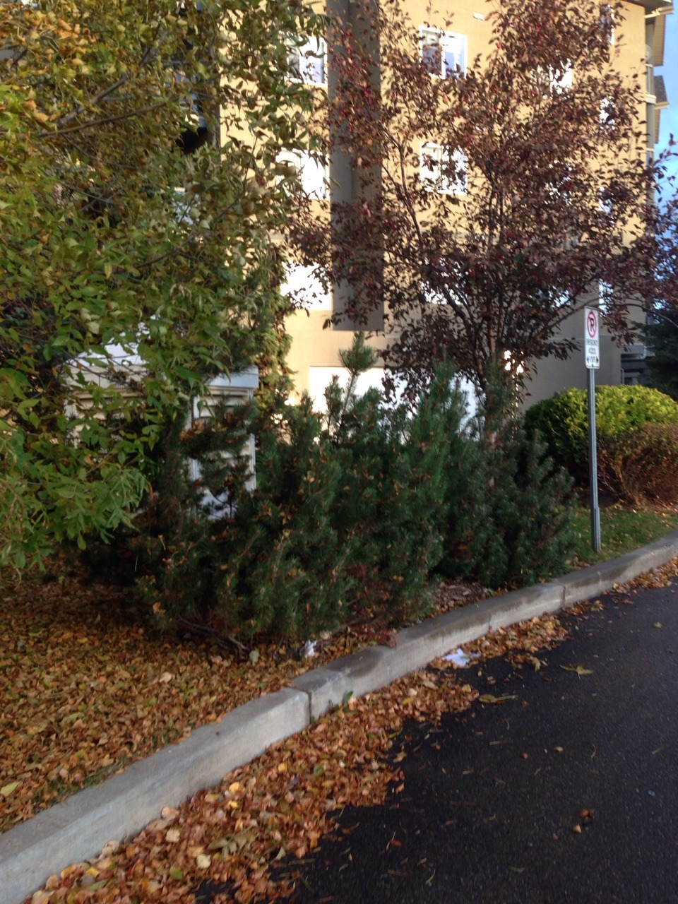 frails:  autumn is pretty 