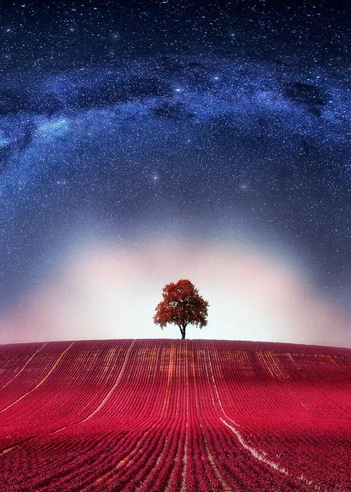 chasingrainbowsforever:    ~ Red, White and