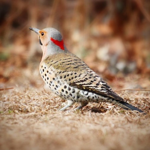 Northern Flicker #northernflicker #flicker #birds #birding #woodshole #capecod #birdsofinstagram #bi