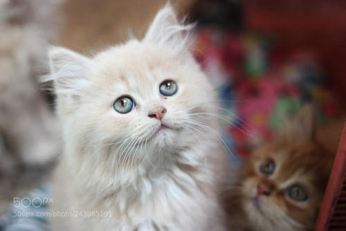 markv5:Blue Eyes by rehan2243 500px.com/photo/243065191