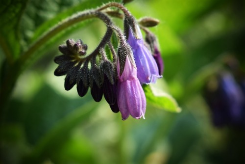 xenaworks: ~ Deep Spring Spiral ~ Spring 2017 (May) Nikon D5300 