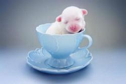 cutethingsincups:  Sleepy puppy was going to warn you about Monday, but he fell asleep in this cup instead.