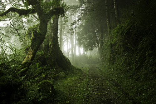 abandonedography: Abandoned wood cart rails stretch through Taipingshan in Taiwan, Justin Jones