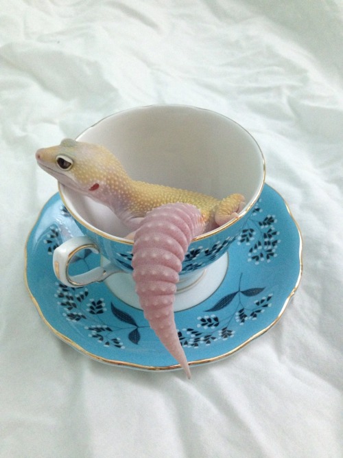 twinkleangel: rate-my-reptile: queengeck: What a pretty girl. Dreaming of  The lIfe In Cupps&he