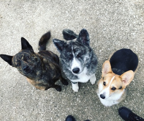 yowulf: My gang! From left to right.. Noodle (5 year old Kai Ken) Kubo (5 month old Japanese Akita*)