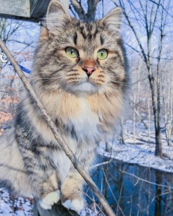 everythingfox: The fluffiest cat Boone 