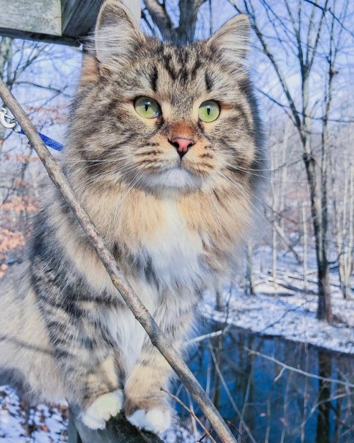 Porn photo everythingfox: The fluffiest cat Boone 