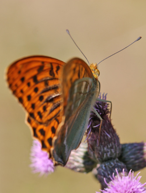 Silver-washed fritillary. This quite common, but very beautiful, butterfly was photographed in S&aum