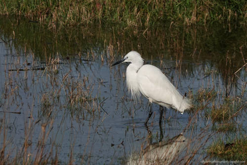 Little Egret