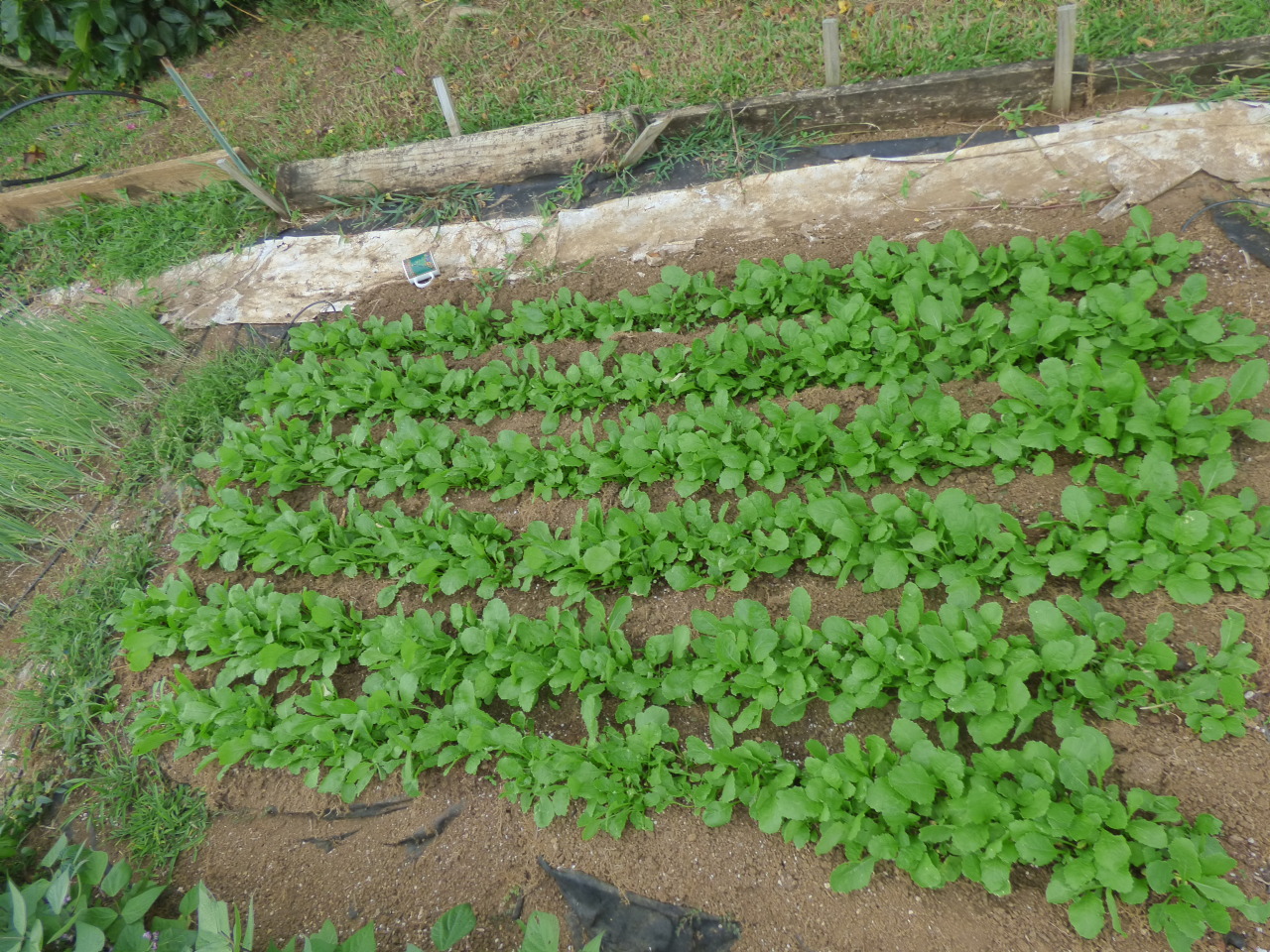 dreadedgrape:  barefootedfarmer:  root beds white daikon, purple daikon, red beats,