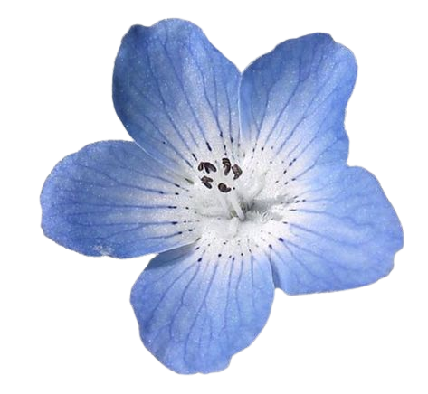 blue flower