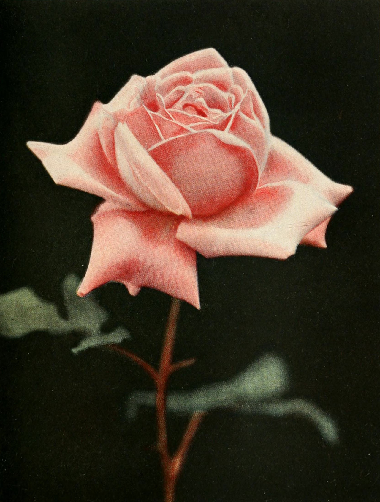 clawmarks: The practical book of outdoor rose growing for the home garden - 1920