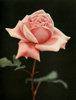 clawmarks: The practical book of outdoor rose growing for the home garden - 1920 - via Internet Archive