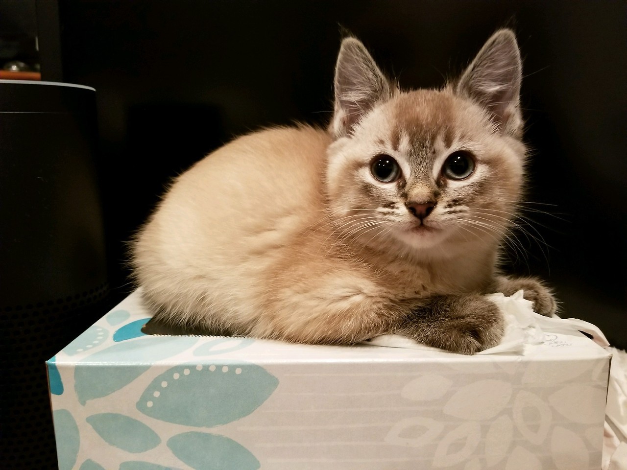 kittenskittenskittens
