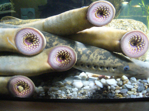 Porn photo sixpenceee:  Sea lampreys are parasitic fish