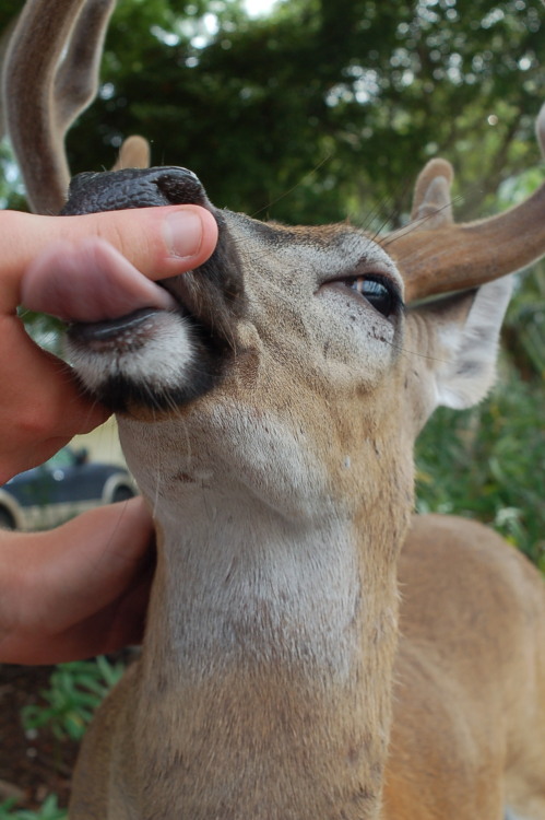 quixoticandabsurd:  nothisismadison:  HE HEARD MY CAMERA AND WALKED OVER TO CHECK IT OUT. I GOT DEER KISSES. MY LIFE IS COMPLETE.   ARE YOU A DISNEY PRINCESS?!?!?! 