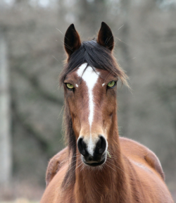 windycube:hhhhhhhhhhhhh horses hhh