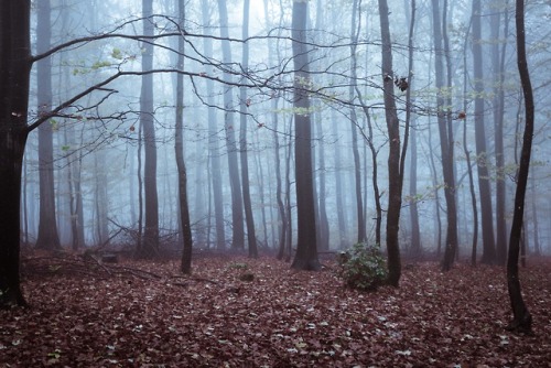 expressions-of-nature:Frankfurt, Germany by Ibrahim Rifath