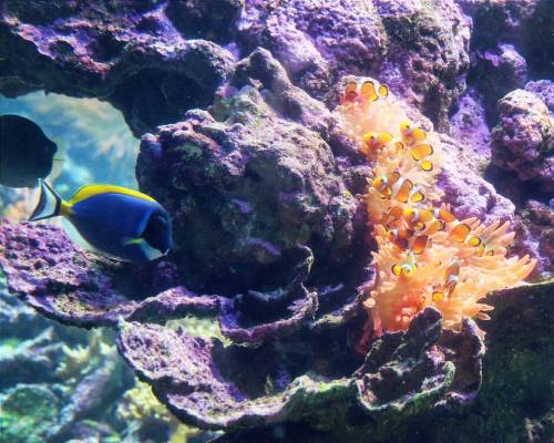 Finding Dory.#acquariodigenova #acquario #sealife #clownfish #findingdory #findingnemo #acquarium #i