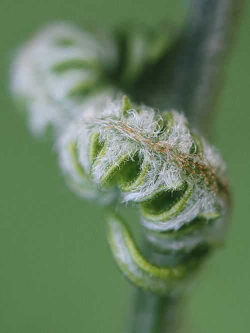 Trichomes adorn so many plants.smugmuginstagram