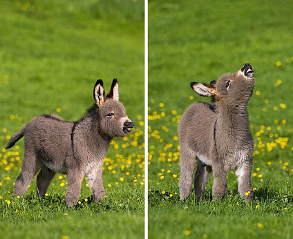 awwww-cute:  Cutest ass (Source: https://ift.tt/2xRJx8I)