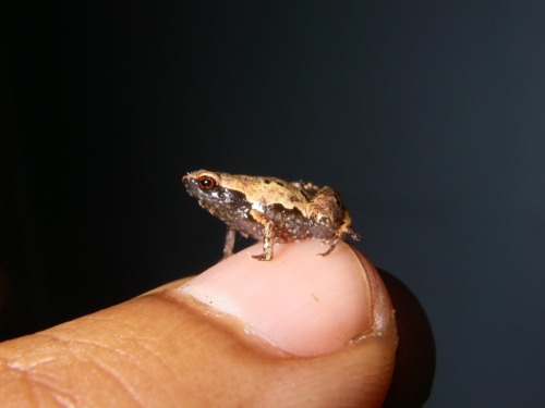 darwinisbae: markscherz: frogs-from-bogs:Mini mum, source: x Perhaps my greatest achievement I keep 