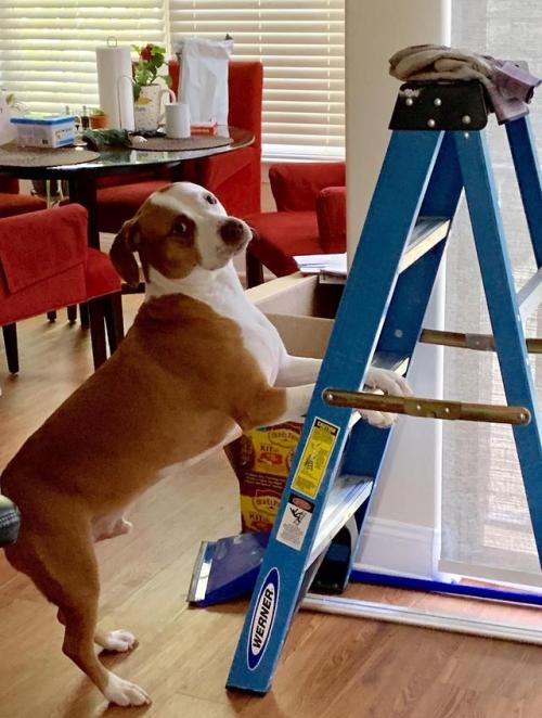 doggos-with-jobs - Handydog! Axel is helping hang new curtains...