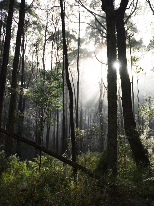 hullocolin: Dandenong Ranges National Park, Australia Tumblr | Instagram | Website | Shop