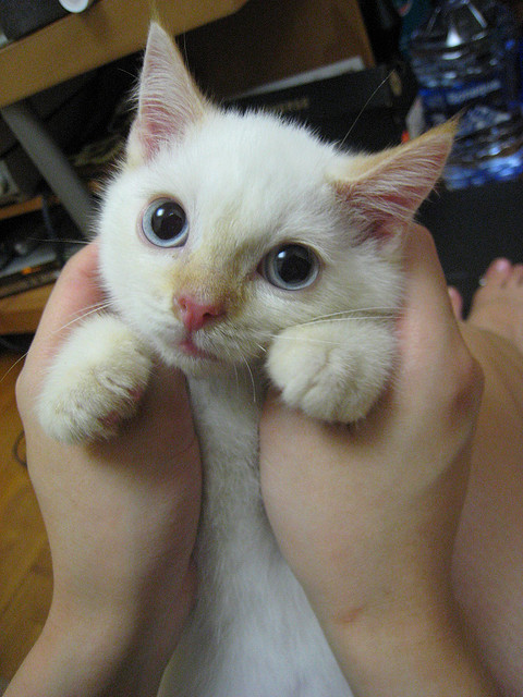 cool-neda:  I’m cute, yea? by aylaujp on Flickr. 