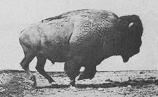 steve-blogs:
“ American bison galloping. Photos by Eadweard Muybridge, first published in 1887 in Animal Locomotion.
”