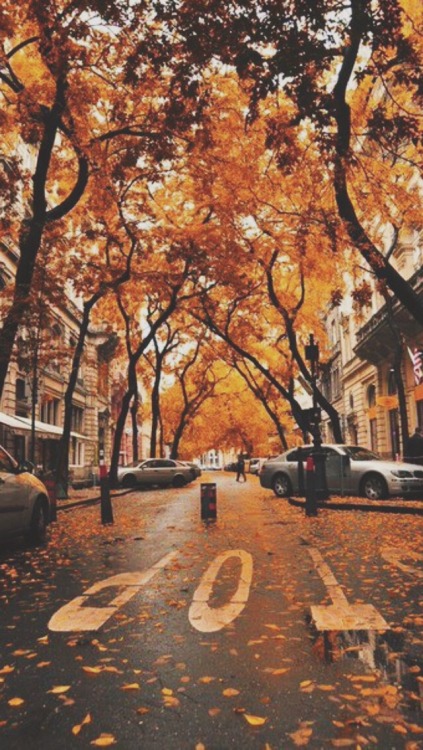 xphone-backgroundsx:Falling for the Autumn /Lockscreens/  