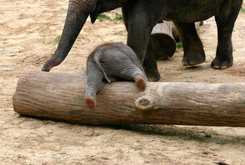 iffyuhstiffyuh:sixpenceee:A baby elephant who has tumbled down the trunk of a tree. Via thinkinghuma