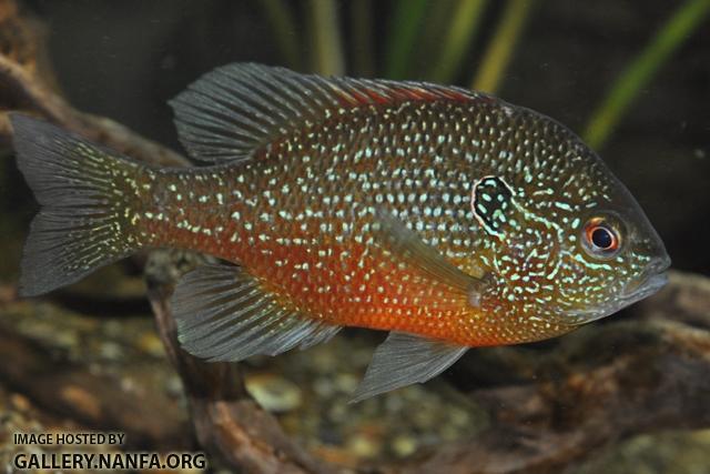 North American Native Fishtanks — Dollar Sunfish (Lepomis marginatus)  (Image Source)