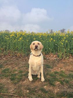 isolate:pup loves spring time