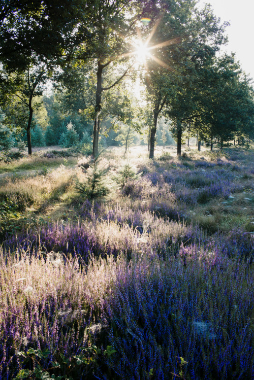 90377: Heather in the sun by Aukje Kastelijn