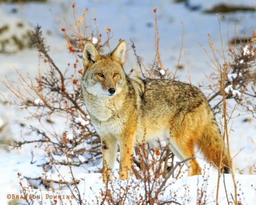 superbnature:  Coyote by BrandonDowning http://ift.tt/1Ntdcnd 