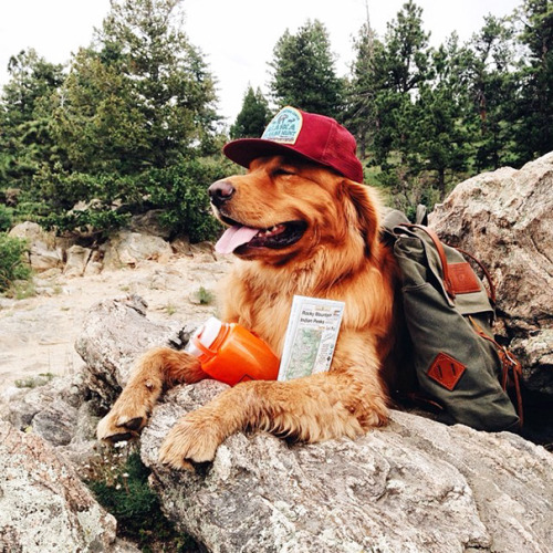 culturenlifestyle: Canine Travel Companion Proves To Be More Than Man’s Best Friend Aspen, a golden 