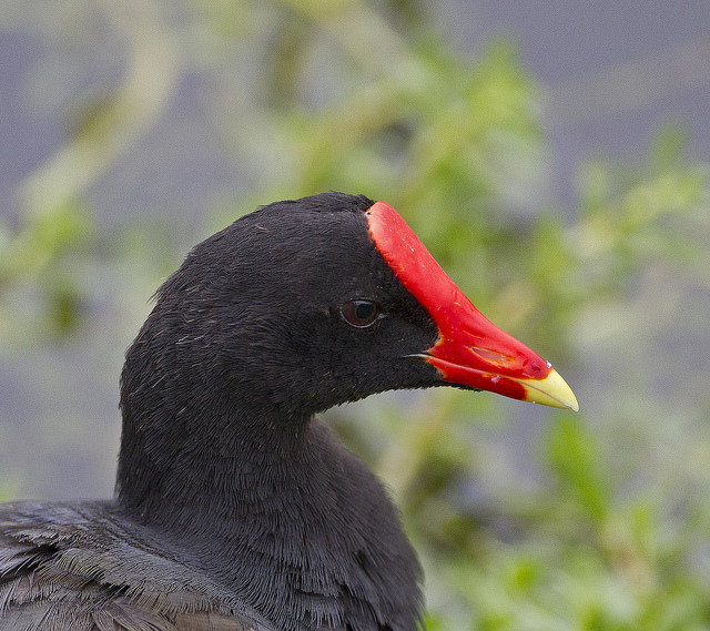 hawaii birds red head