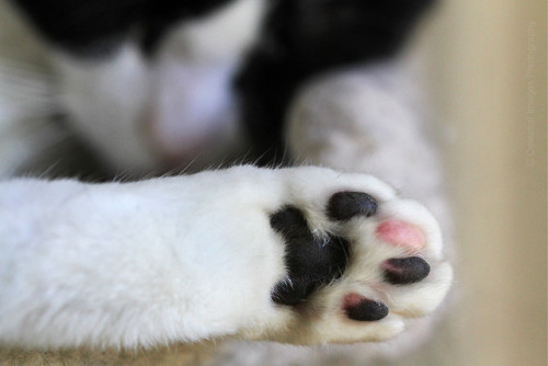 mischiefandmay: Maybe May beans