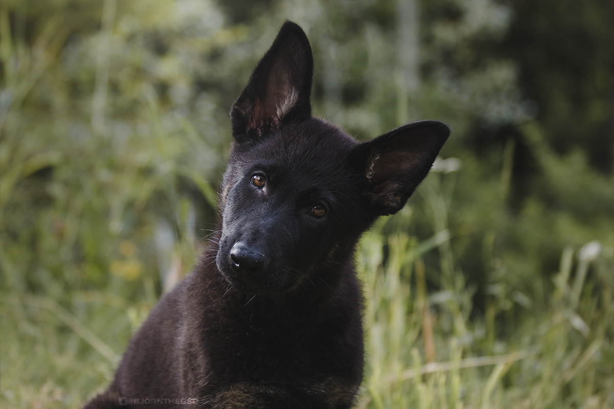handsome dogs for you in these trying times